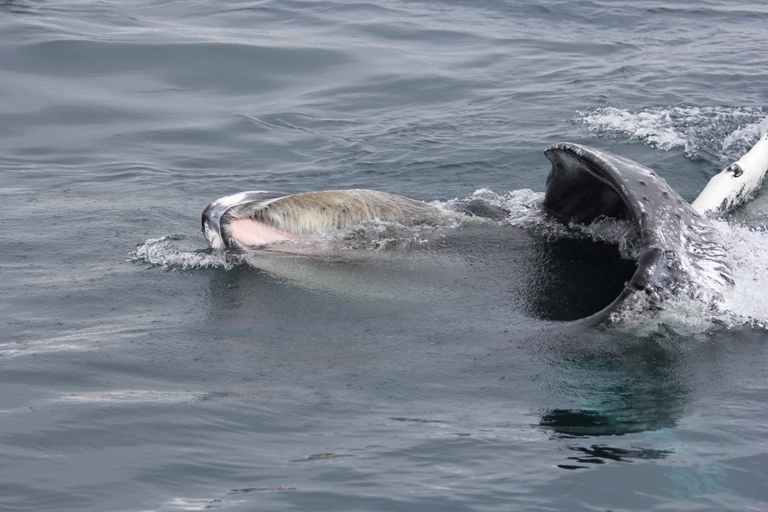 Feeding Humpback whale